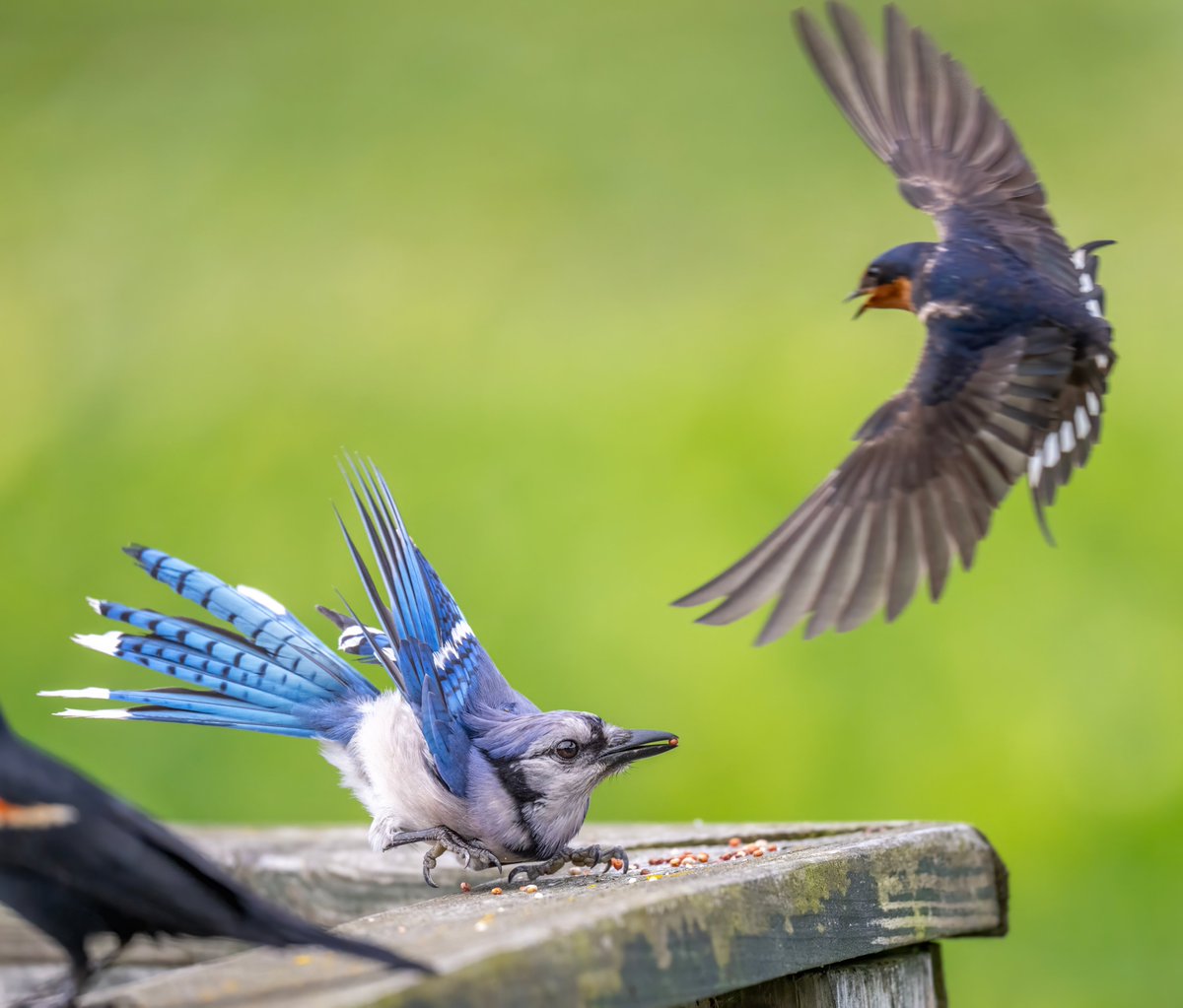 JocAPhotography's tweet photo. A Blue Jay picking up some millet that someone had left on the boardwalk railing. Barn Swallows were very unhappy with the Blue Jay being so close to their nest under the boardwalk and went into dive bombing mode. https://t.co/ZgFUSQAddO