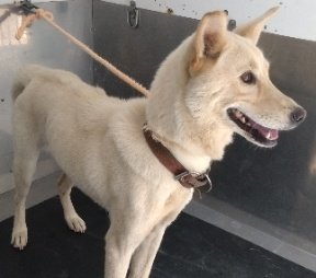 CLASSICLETSFOLK's tweet photo. まだお迎えないようです
千葉県のみならず 他県の方も確認を
#迷子犬 #迷い犬 7/6
#千葉県
#千葉県迷子犬 
#佐倉市 #山行
#佐倉市迷子犬
#雑種犬 メス 白
📍赤色首輪
お心当たりある方は センターまで
🔴連絡先🔴
#千葉県動物愛護センター
☎0476-93-571 https://t.co/U1jUR9O1P5