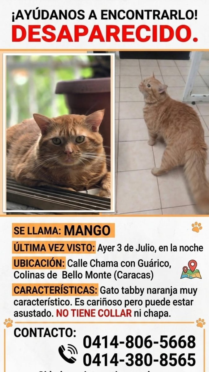 PerroUsuario's tweet photo. RP @tiburon_vargas: Ayudemos a que Mango vuelva a casa 🥺 https://t.co/wZOwkBLm8a