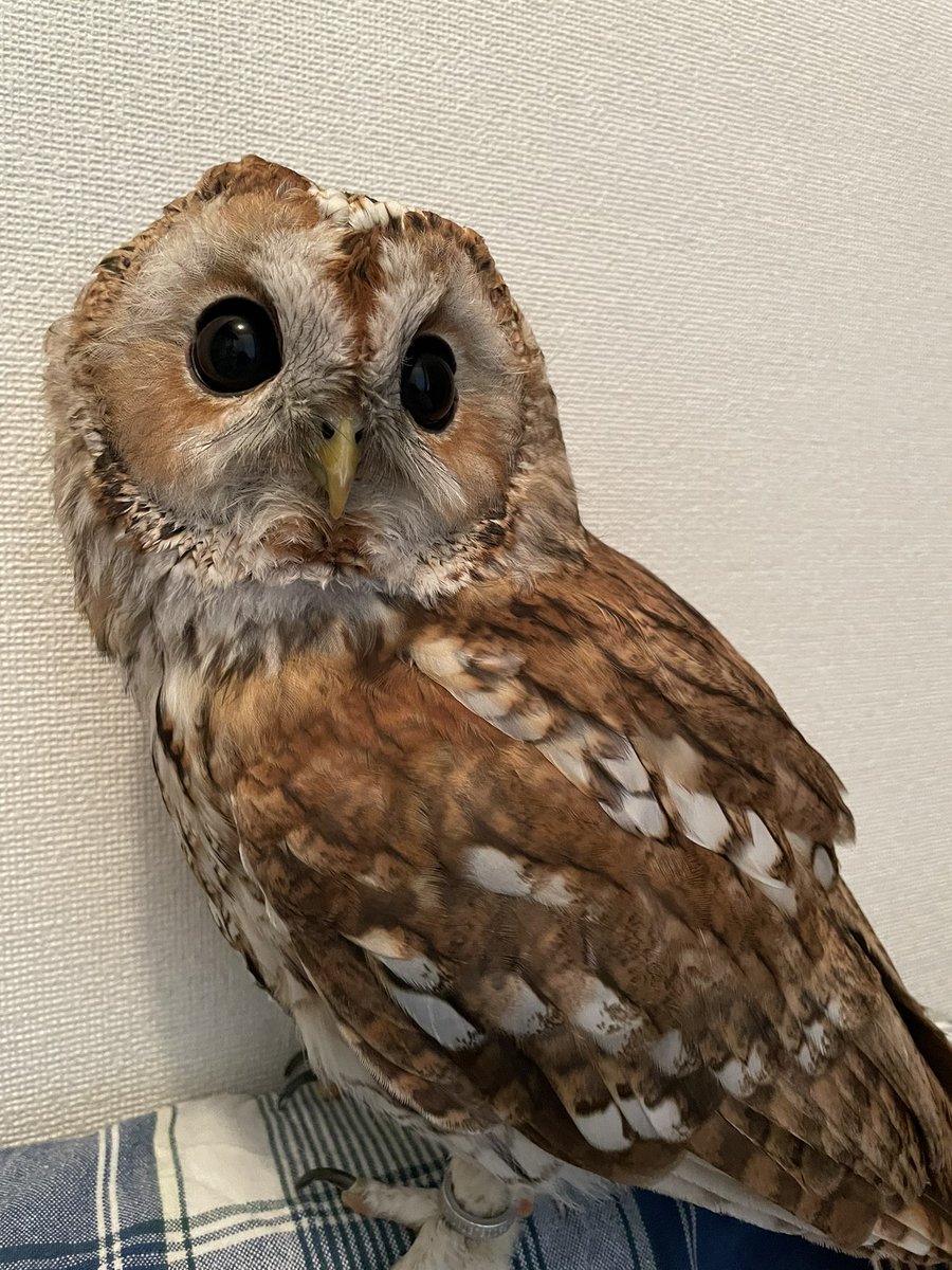 i6r1_'s tweet photo. こんなかわいい顔をして出勤前の飼い主の肩でプリッとしよった極悪人です https://t.co/r4bnSTjLkq