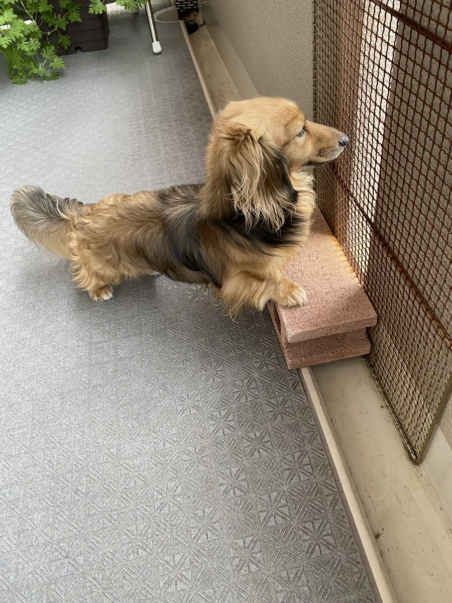 ankoemi tweet picture