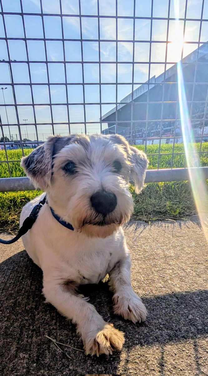 GasheadCook's tweet photo. #UTG @Official_BRFC V @WSM_AFCOfficial #DogsAtFootball https://t.co/OQ5PO1agku