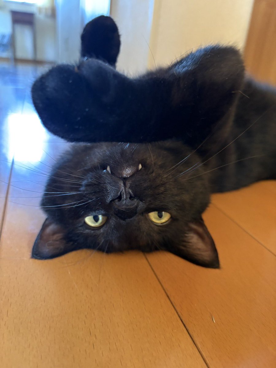 sarami_2023's tweet photo. 🐈‍⬛ https://t.co/fdUXO5XUnU