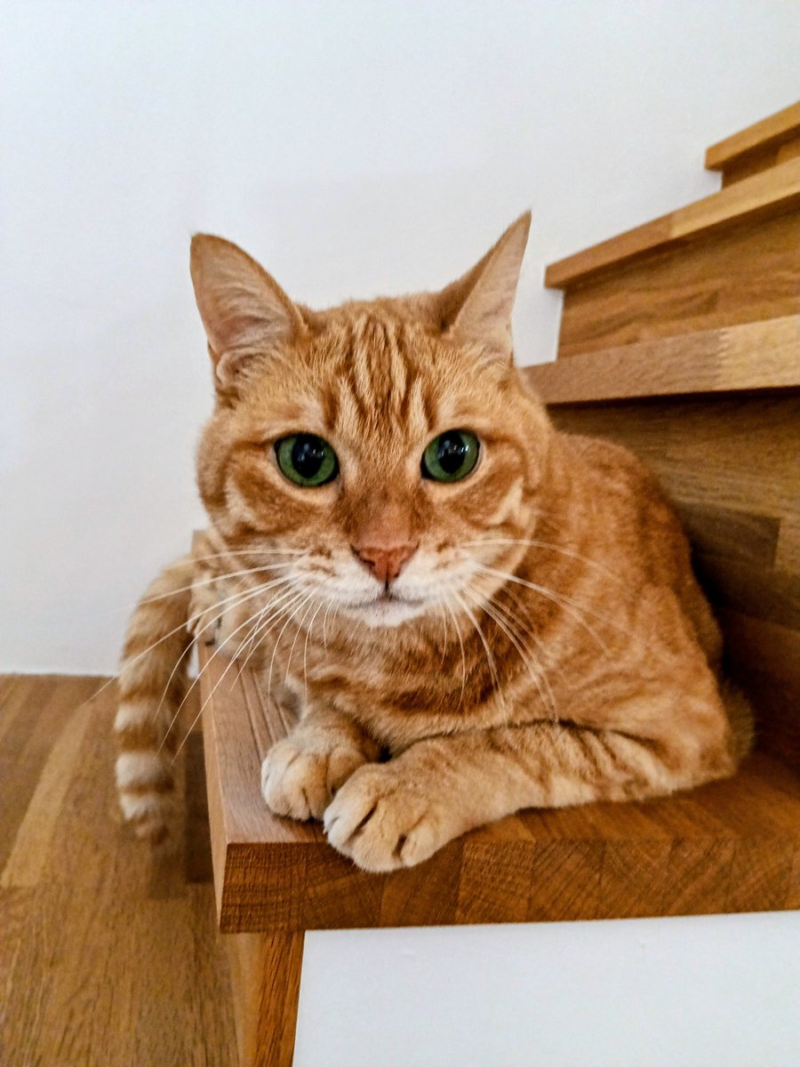 📌𝕏コミュニティ𓃠猫၈集会場𓃠今日のニャンコ🐱