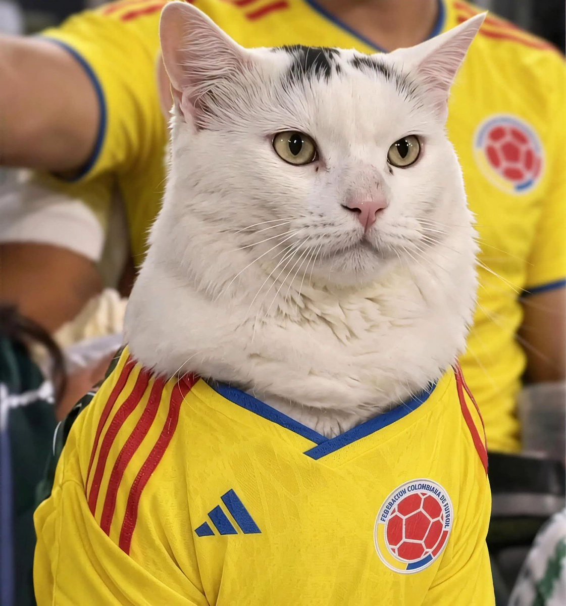 nacional_memes's tweet photo. Yo después que perdió colombia https://t.co/UPIvssZEOK