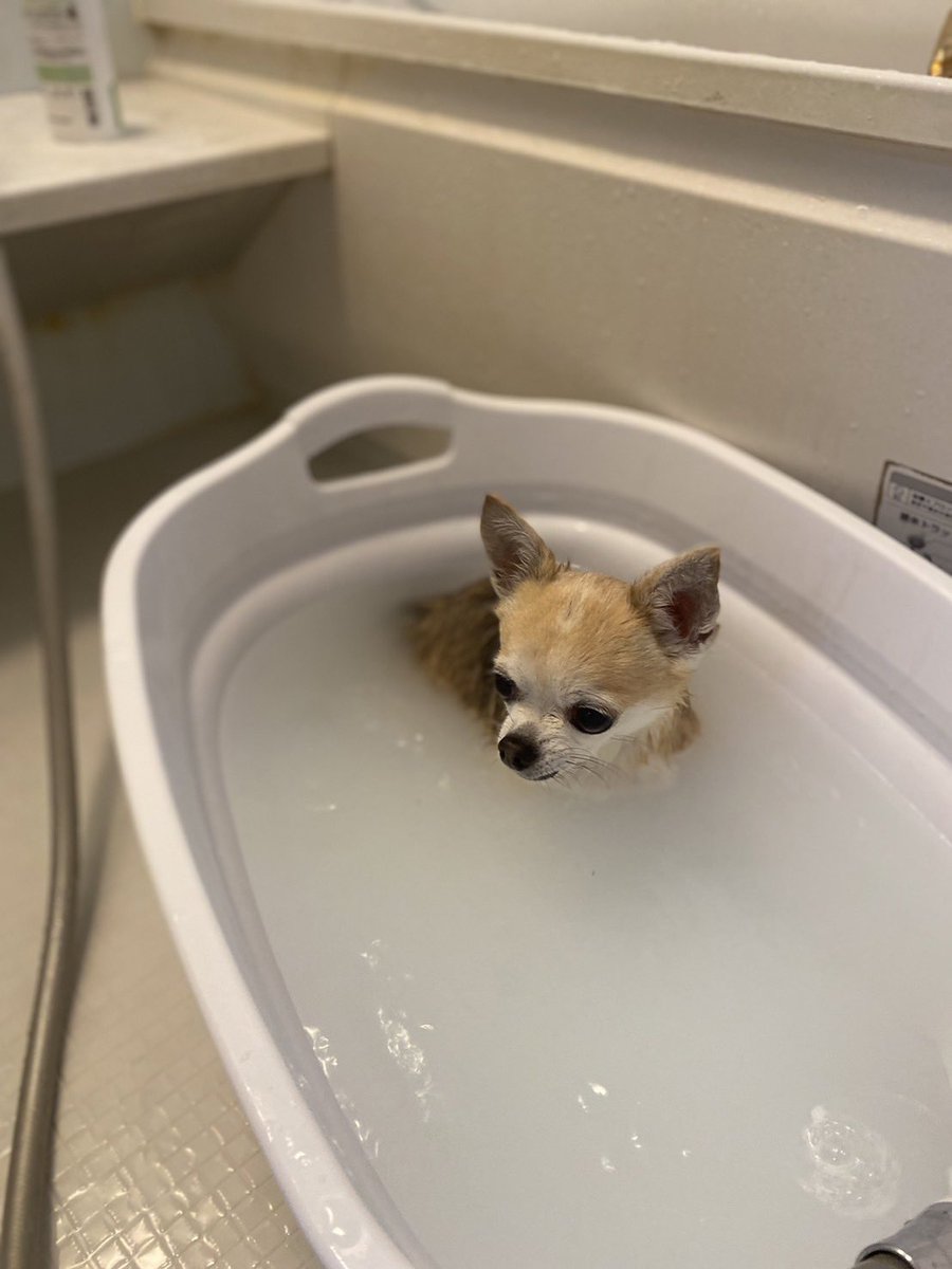 JerryJerryJtan's tweet photo. ジェリーたんママのお友達です
今日のジェリーたんは
お家🏠お風呂🛀です
お風呂は好きでいつも良い子にしてました♨️
#チワワ https://t.co/jV87rBn3Pv