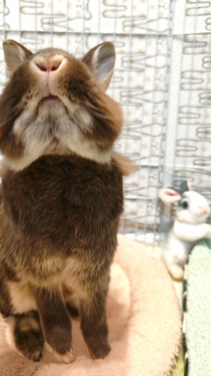 twimaa's tweet photo. おはふがし🐰可愛いお鼻とおくち😍 https://t.co/pmnCIyecrp
