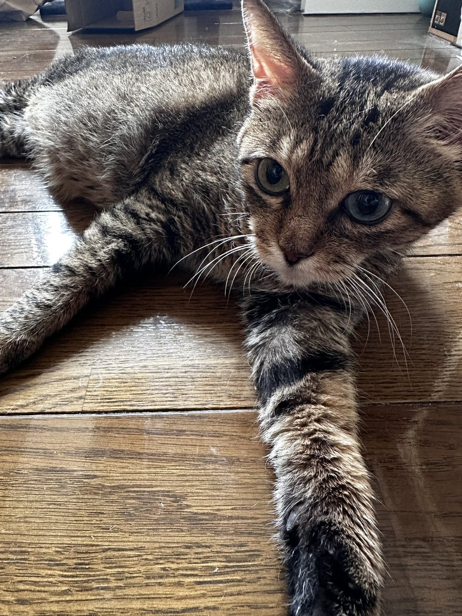 303Catlab's tweet photo. おはようございます。
朝のれあちゃん
あくび中の顔がすごい
#303CATLAB
#猫
#猫がいる幸せ 
#猫のいる暮らし https://t.co/vuISOBd4aG