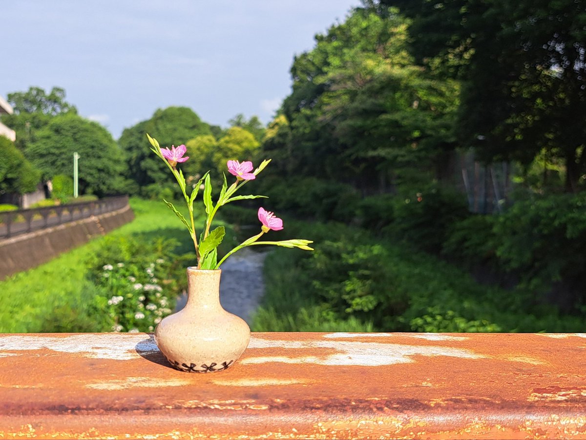miso_ikaring's tweet photo. 今朝も一輪挿しを連れて散歩へ出ました　つつじの植え込みの上で日なたぼっこをしているへびに気がついたのは 50cm程の至近距離
は～～～～びっくりした～～
#いか印
#小さないちりんざし
#黒目川散歩 https://t.co/QgncpSwZfC