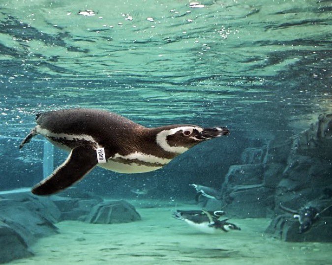 groypernewsTV's tweet photo. 🚨 Fishback has reportedly been named an honorary penguin after attempting to swim in the exhibit, per sources. https://t.co/Z8fS2Y08w1