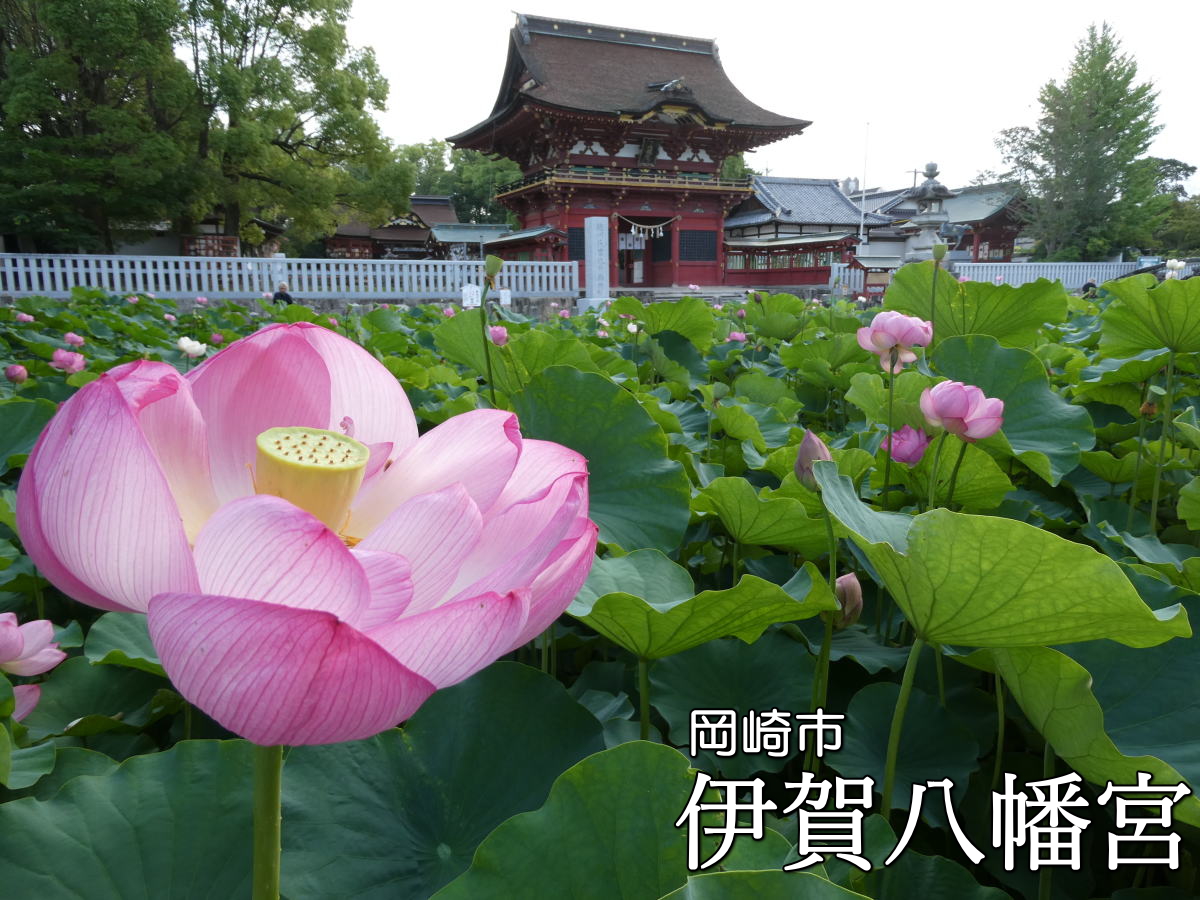 mikawanohide's tweet photo. 徳川家の祖、松平家の四代目当主・松平親忠が文明二年(１４７０)に創建した岡崎市伊賀八幡宮。（ちなみに徳川家康は九代目当主）2026もハスが見頃になりました。 https://t.co/hI8r470Ee3