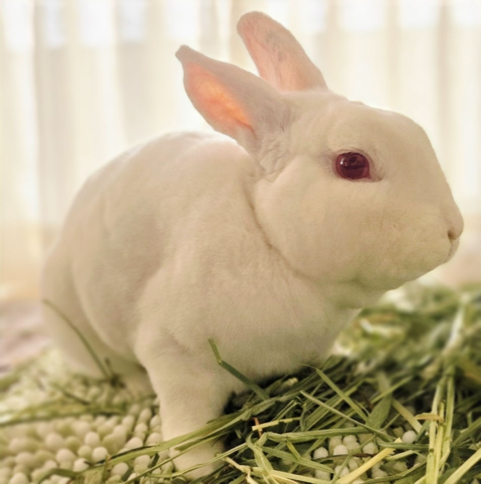 usagi