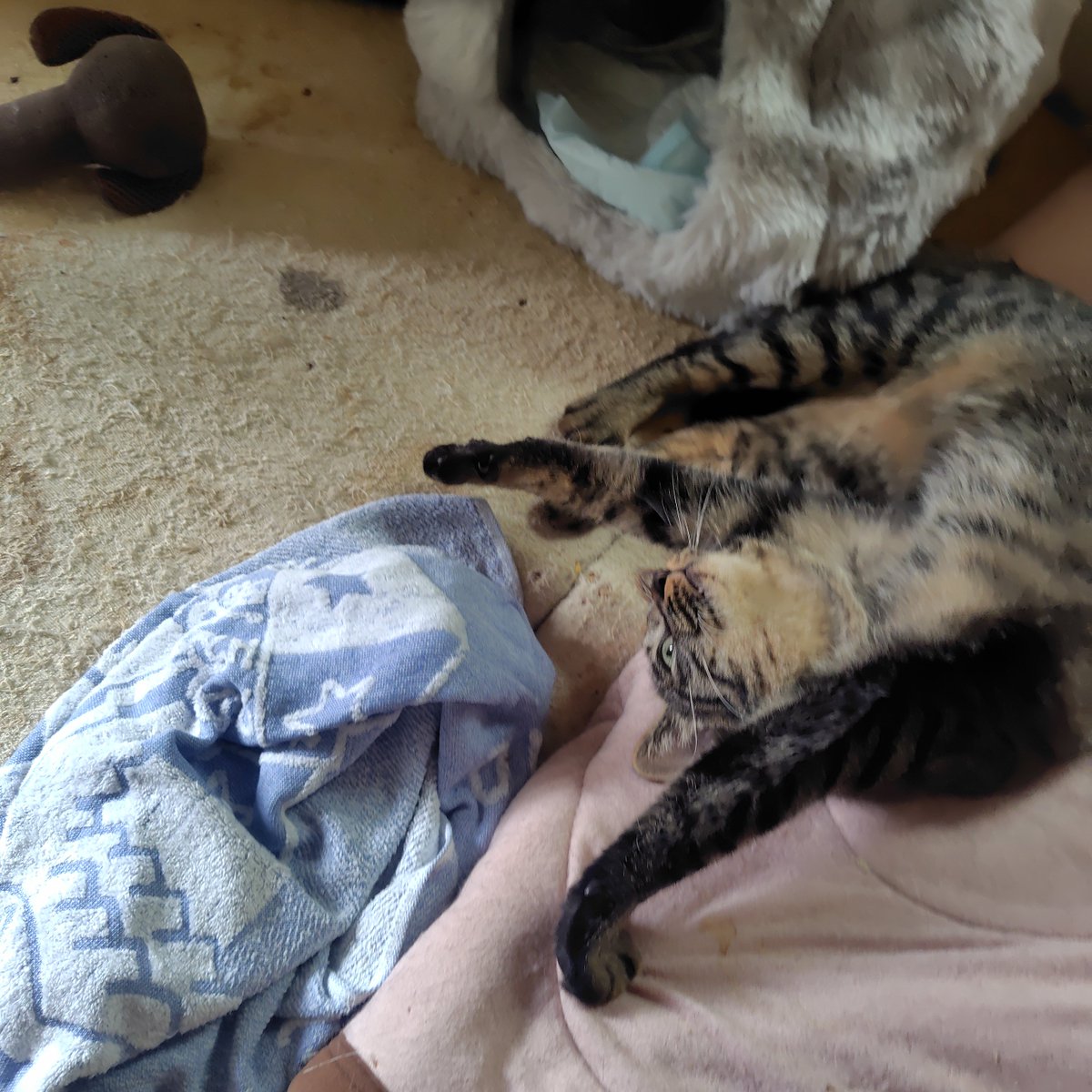 Fla_Fay's tweet photo. またさらにおはゆうちゃん☀️
そういえば今月は推定誕生月だ💡１歳😽 https://t.co/S6no5muN7n