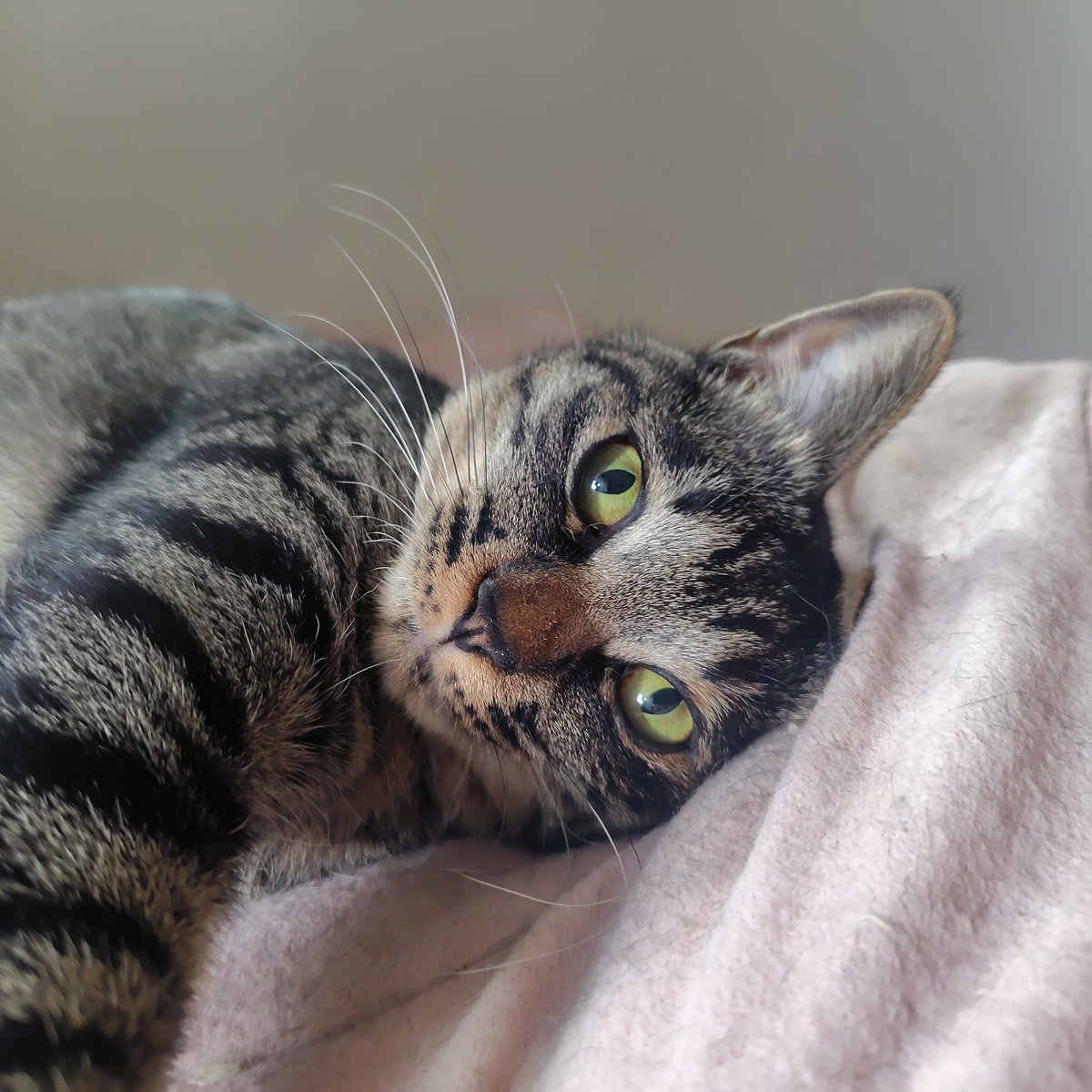 Fla_Fay's tweet photo. またさらにおはゆうちゃん☀️
そういえば今月は推定誕生月だ💡１歳😽 https://t.co/S6no5muN7n