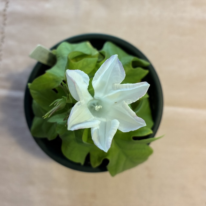 tolle_et_lege's tweet photo. 今朝の朝顔：４枚目はG0370青蜻蛉葉木立淡藤暈覆輪星咲で、これもずいぶん小さいうちに咲いてしまった。 https://t.co/XuD9vprozk