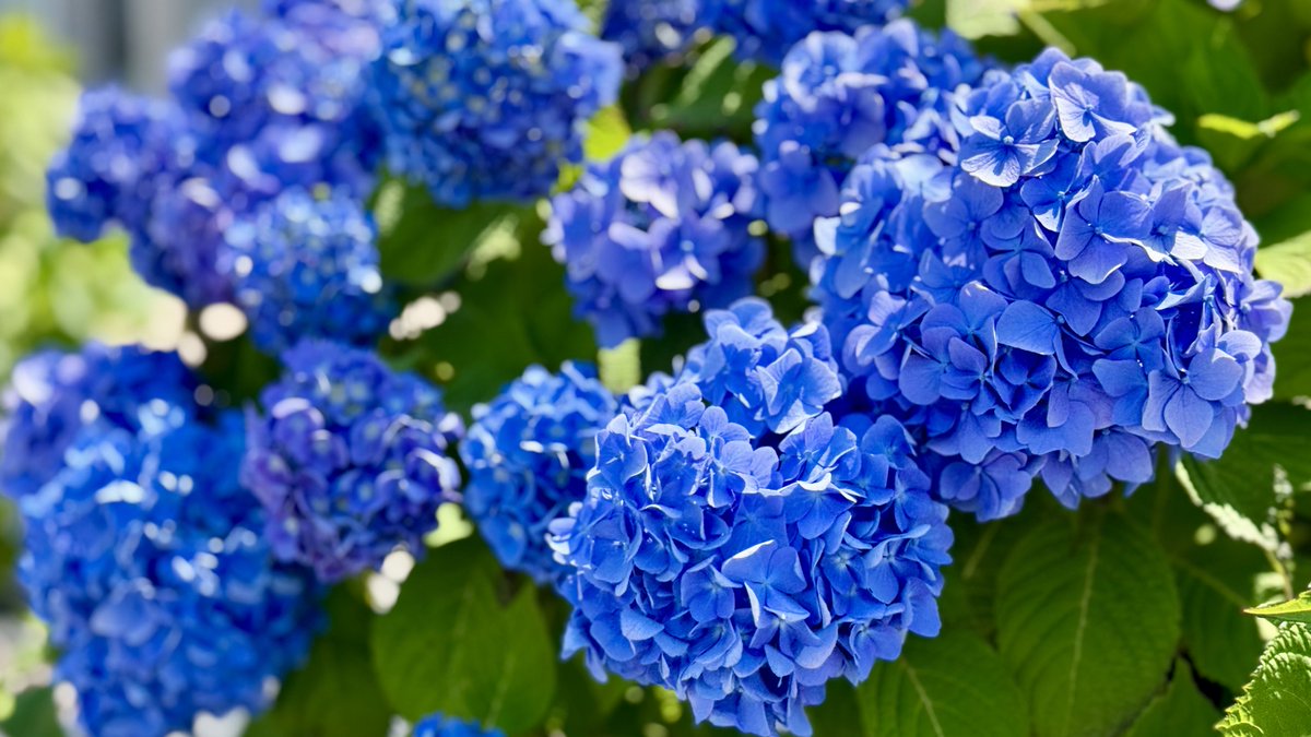 Arata_124's tweet photo. おはようございます✨
道端のぼんぼんが生き生きしてきました🍀
水曜日、今日も乗り切ってこ🤗

#TLを花でいっぱいにしよう https://t.co/AOTDxY3VME