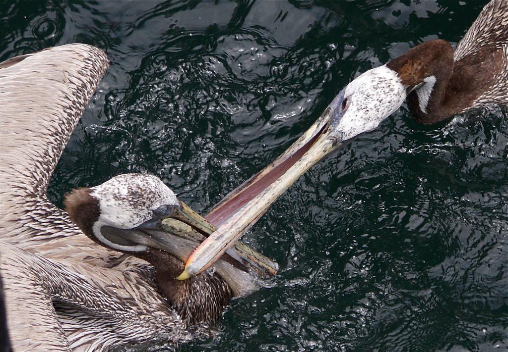 photosbyswati's tweet photo. Today's Photo Challenge: LARGE BIRDS
Quote it or Share it ๐
1) White Pelican
2) Heron
3) Brown Pelicans
4) Swan
Copyright ยฉ๏ธSwati Chakraborty
#PhotoChallenge #LargeBirds #BirdPhotography https://t.co/UOXdYd9FTj
