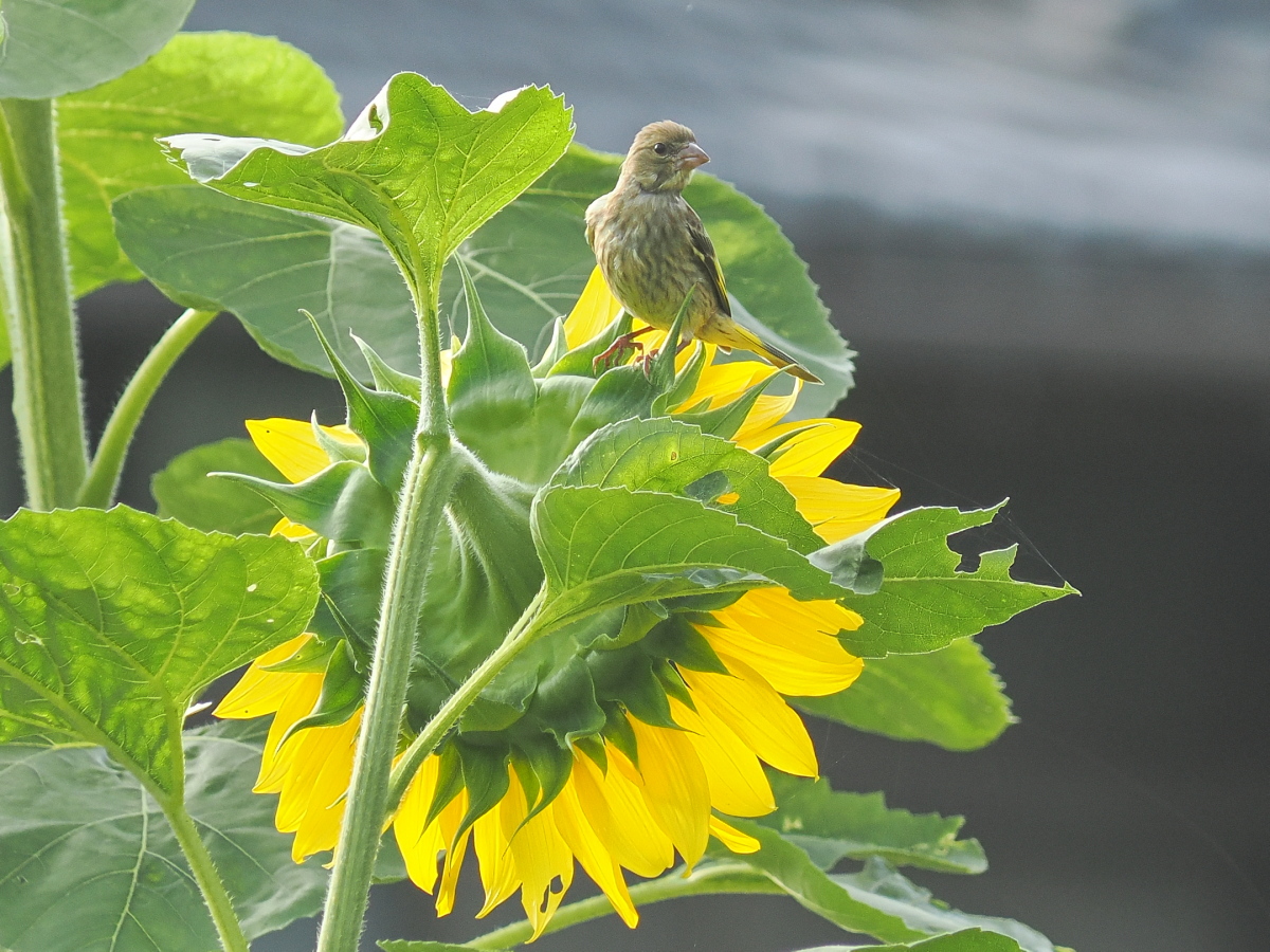wb_wings's tweet photo. 河原鶸
#カワラヒワ
#OrientalGreenFinch
#野木町
2026/07/08 https://t.co/JBk9e72XSe