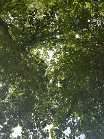 alohrhd's tweet photo. 今日は本当にいいお天気！木陰を歩きながら見上げた新緑に、世界中が優しくなった気がする https://t.co/i8cXZCNbDB