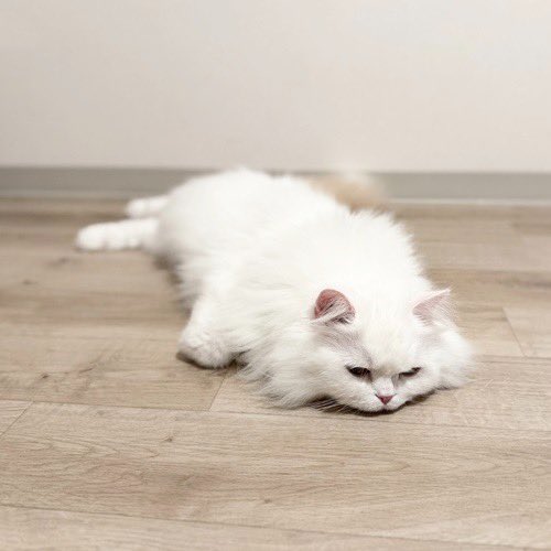 catsitterLien's tweet photo. ペショ🐾

#猫 #猫好きさんと繋がりたい #猫のいる暮らし #お留守番猫さん  #キャットシッターりあん

 #パピコちゃん https://t.co/kKKEyciX5P