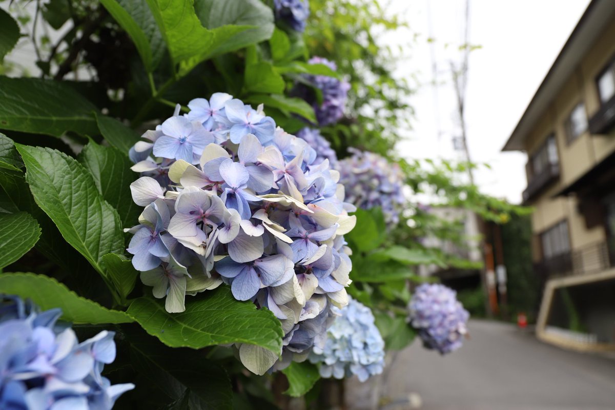 sukotaro's tweet photo. 土曜日の箱根
アジサイその2
#6DMark2 #EF2470
#箱根 #アジサイ #紫陽花 https://t.co/8EomQcnFhM