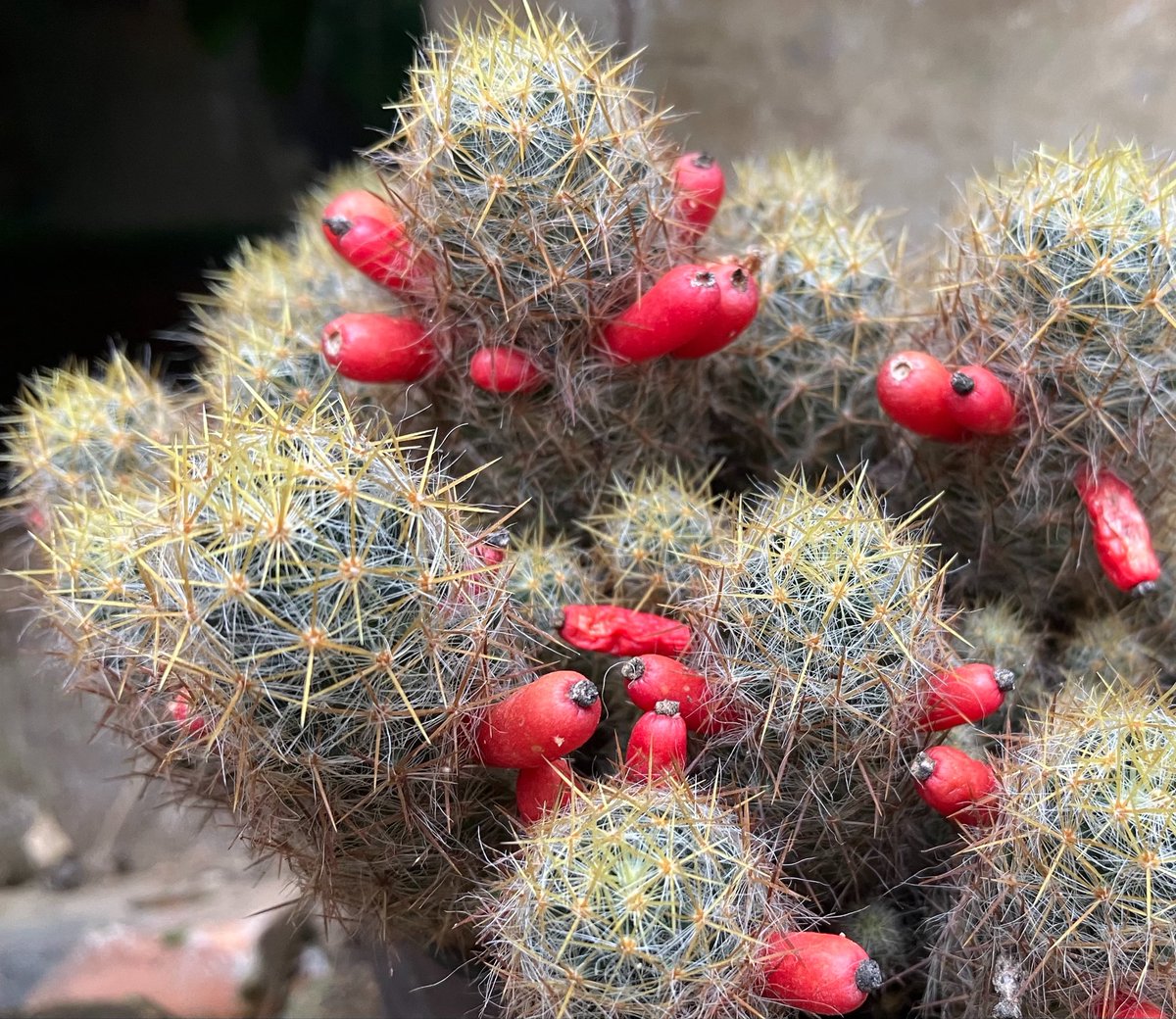 サボテンの花ｻ ﾎﾞ🌵(ง * ॑˘ ॑* )ว🌵ﾘ ﾝ(*ゝω・*)ﾉｺﾝﾁｬ☆