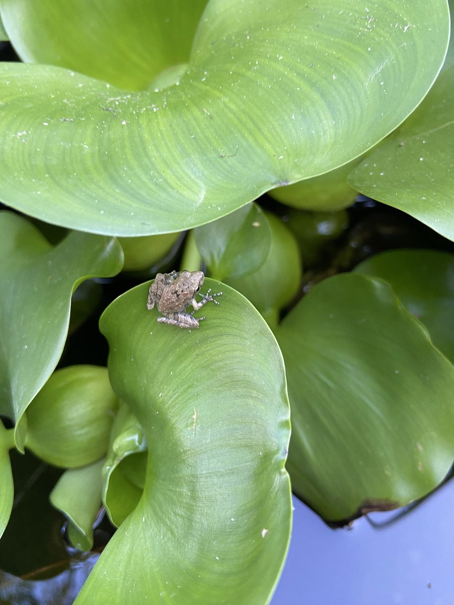 seinundzain's tweet photo. 数日前から小さな🐸が金魚の池に訪れています^_^

#ガーデニング https://t.co/ntefK9OGsB