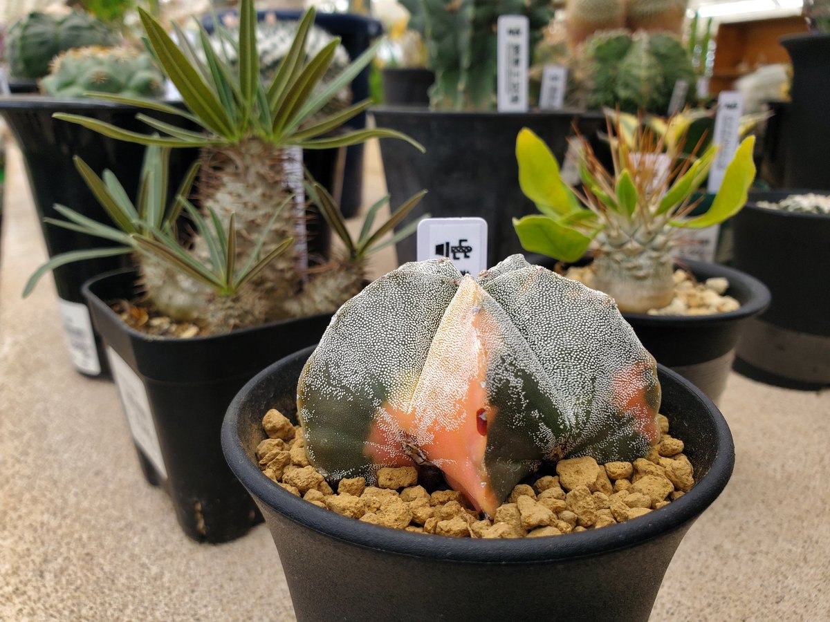yoshioka_plants's tweet photo. アストロフィツム・鸞鳳玉錦🌵🌵
#植物のある暮らし
#astrophytum
#caudex
#cactus
#suculentas https://t.co/KhOh6cg83y