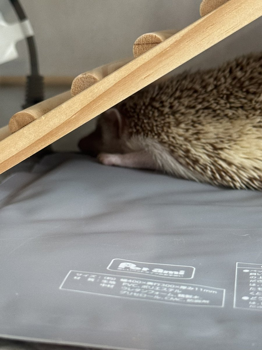 urihariupa's tweet photo. #これを見た人は無言で去年の７月の画像を貼る https://t.co/d4Y5NYscQq