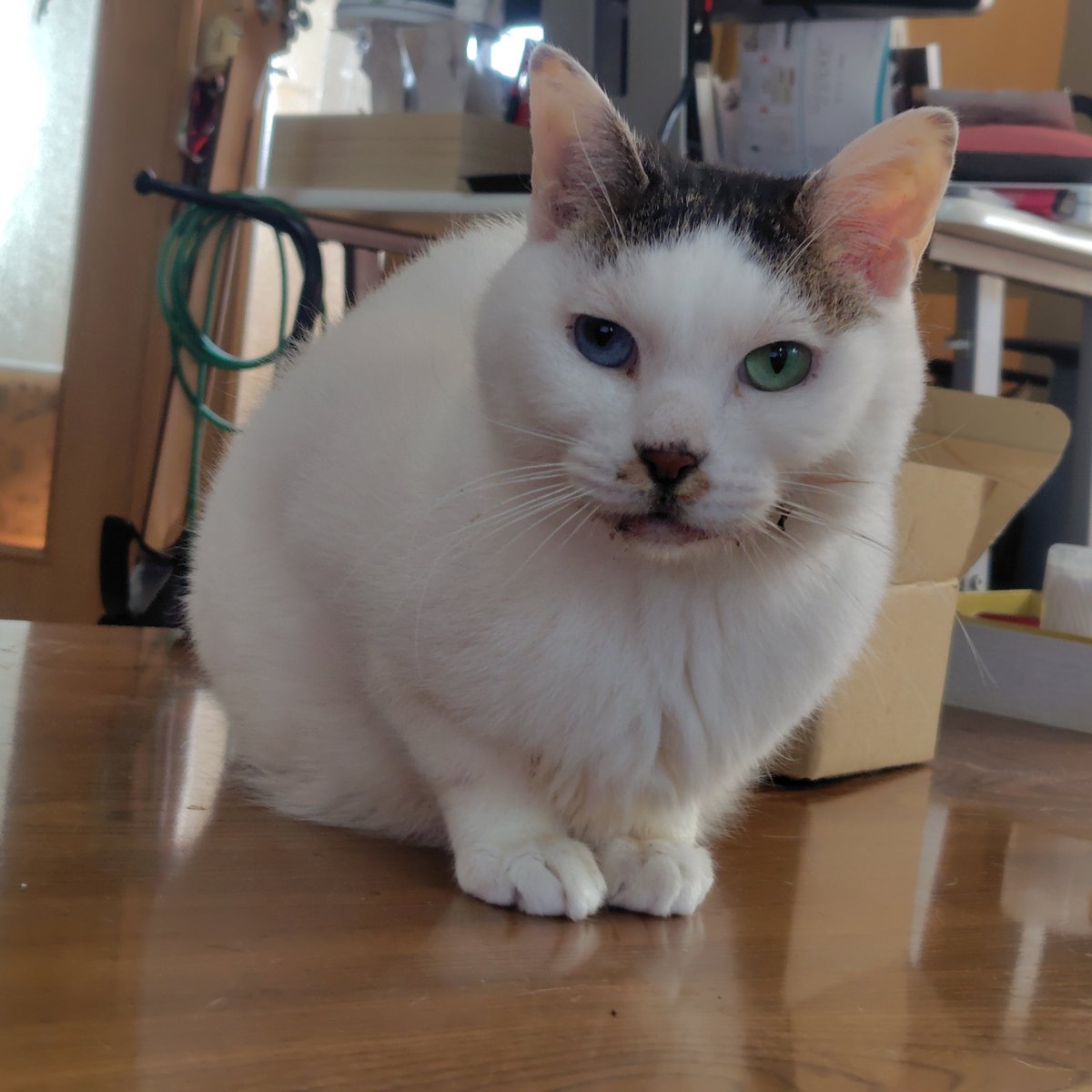 Fla_Fay's tweet photo. そしておっはちび☀️
薬もサプリも減らしてるけど今日もよだれ垂れてない‼️
#猫の歯周病 #猫の口内炎 https://t.co/H3KVrL8OID