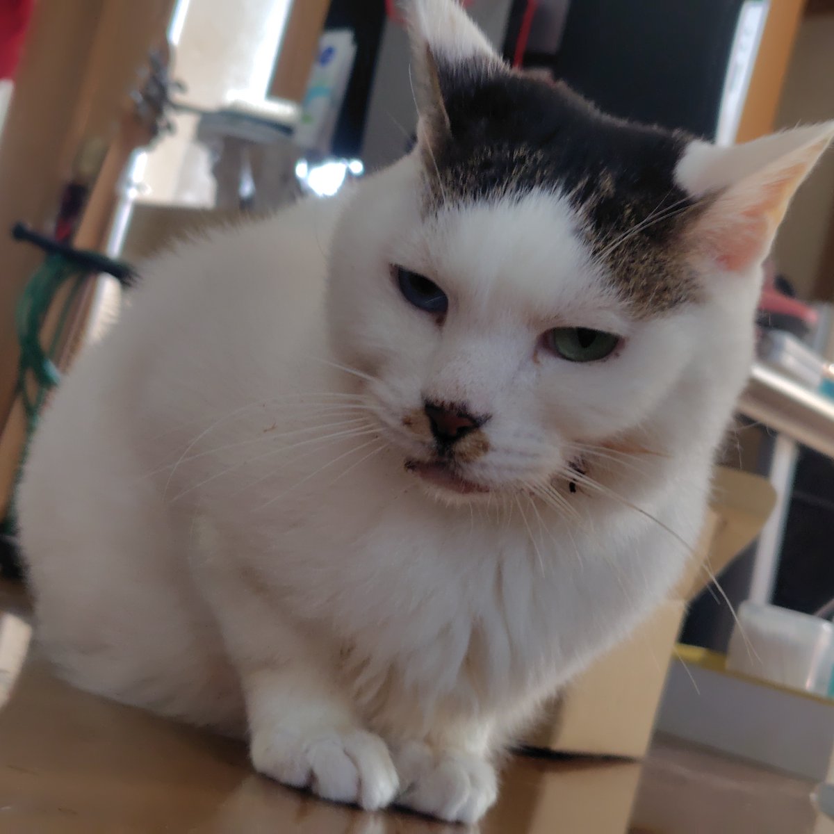 Fla_Fay's tweet photo. そしておっはちび☀️
薬もサプリも減らしてるけど今日もよだれ垂れてない‼️
#猫の歯周病 #猫の口内炎 https://t.co/H3KVrL8OID