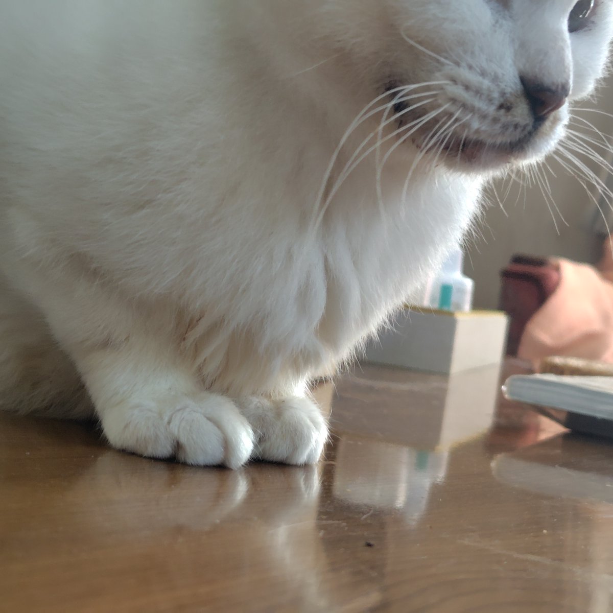 Fla_Fay's tweet photo. そしておっはちび☀️
薬もサプリも減らしてるけど今日もよだれ垂れてない‼️
#猫の歯周病 #猫の口内炎 https://t.co/H3KVrL8OID