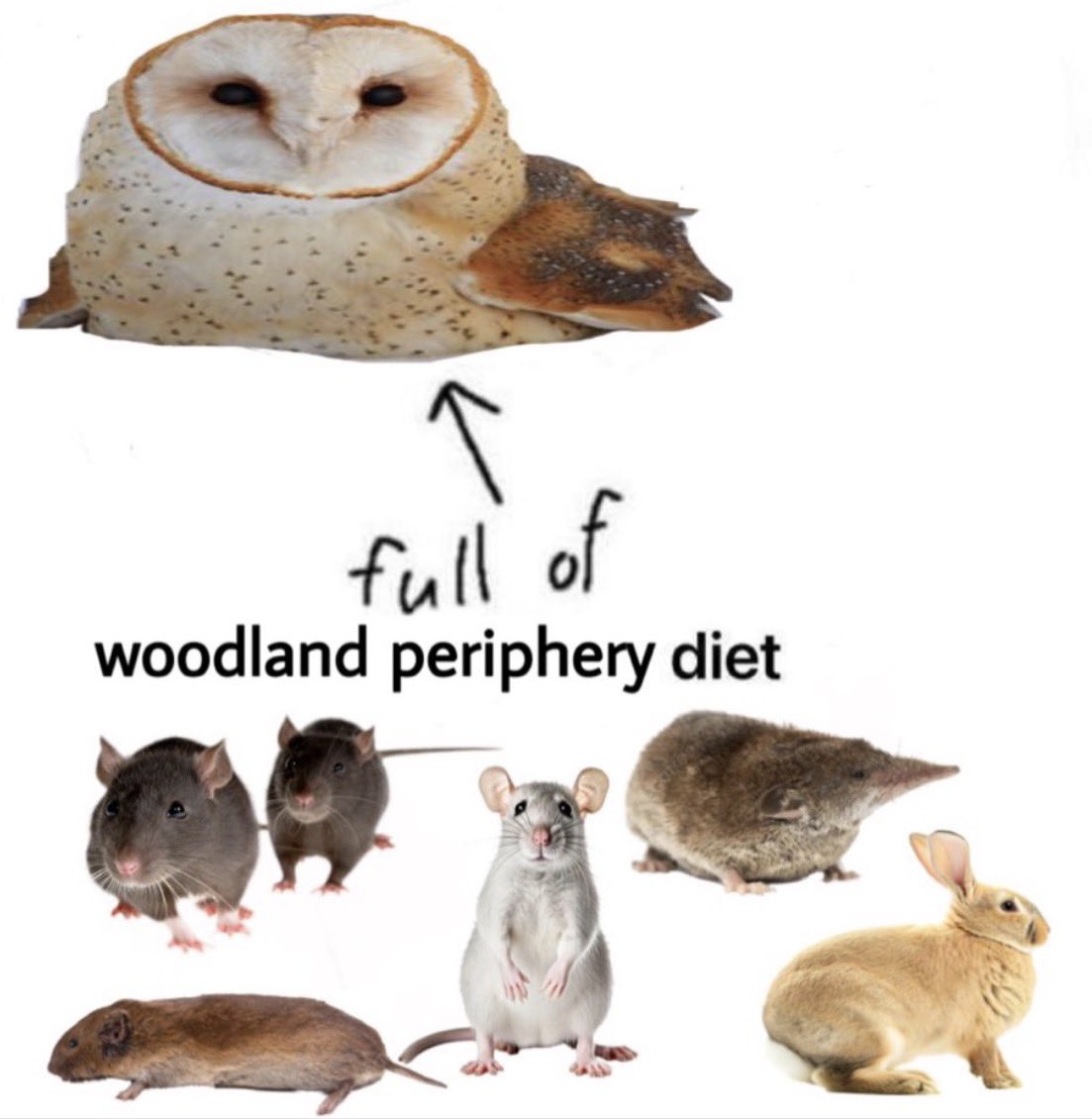 SavosAndSavos's tweet photo. Rubs my big vole-filled belly https://t.co/Ujj5qhYDGI