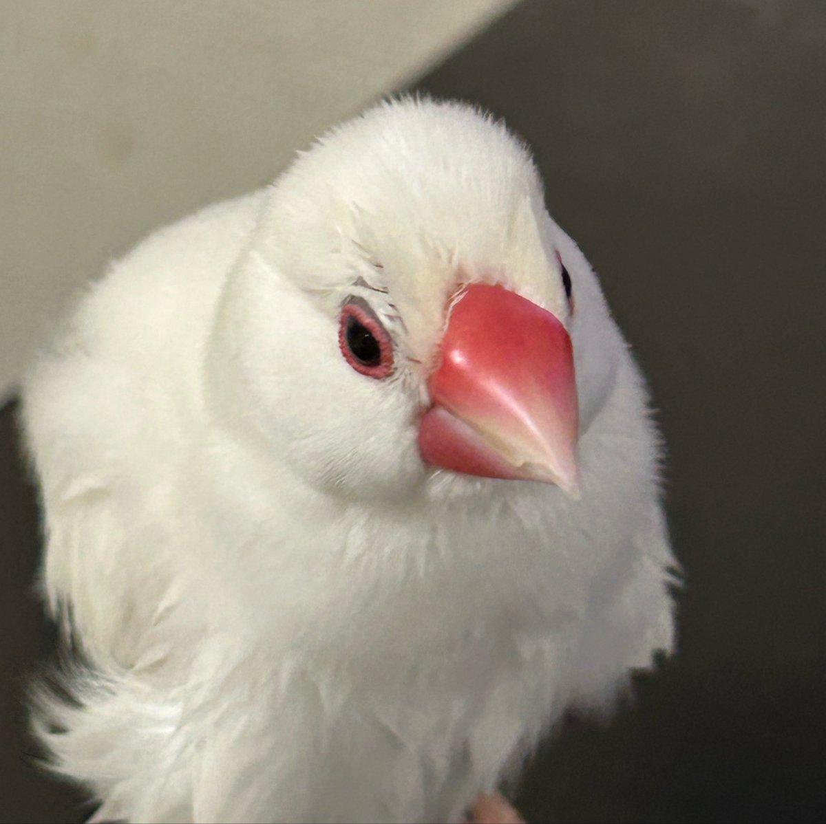 coco20073's tweet photo. おはようございます☀
モモちゃん🐥換羽でイライラ💢してます。
触りすぎると噛みます🖐️🩹
この時期は、飼い主も我慢です。 https://t.co/lMqsVZUe1r