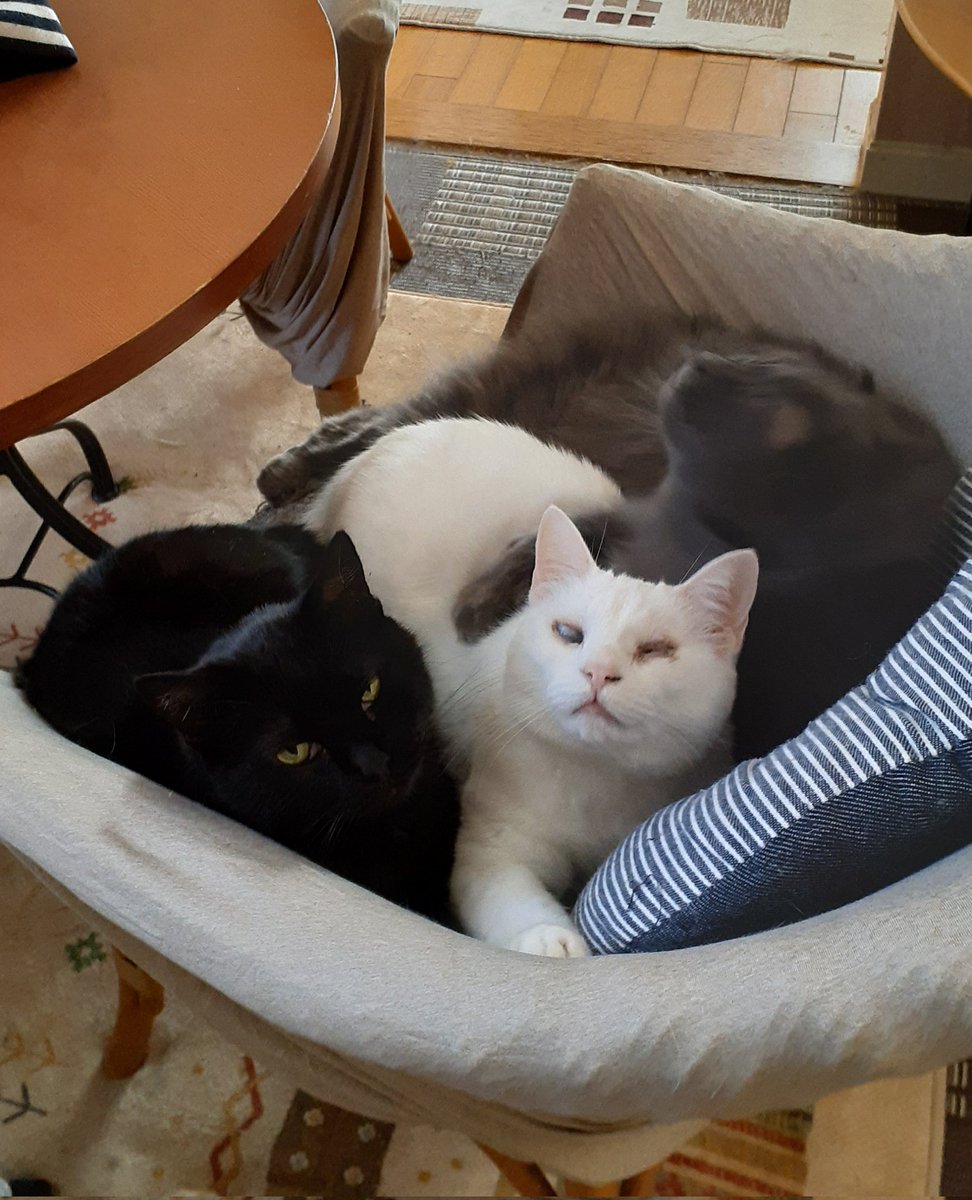 mimi_nam2018's tweet photo. 今朝、10年以上寄り添って生きた猫たちとお別れした。慌ただしく何を惜しむ時間もなく新しい生活へと去った。
皆元気でなぁ。穏やかな余生を過ごせるようずっとずっと祈ってる。
…じゃあ一言だけ言ってみようか。
「さびしいな…」 https://t.co/ZSu2mKgOty