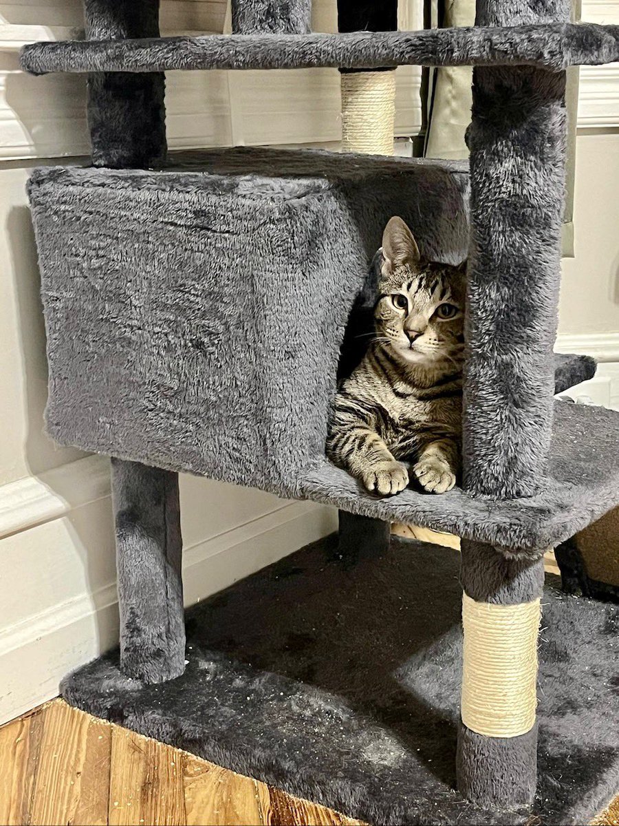Project MEOW tweet media