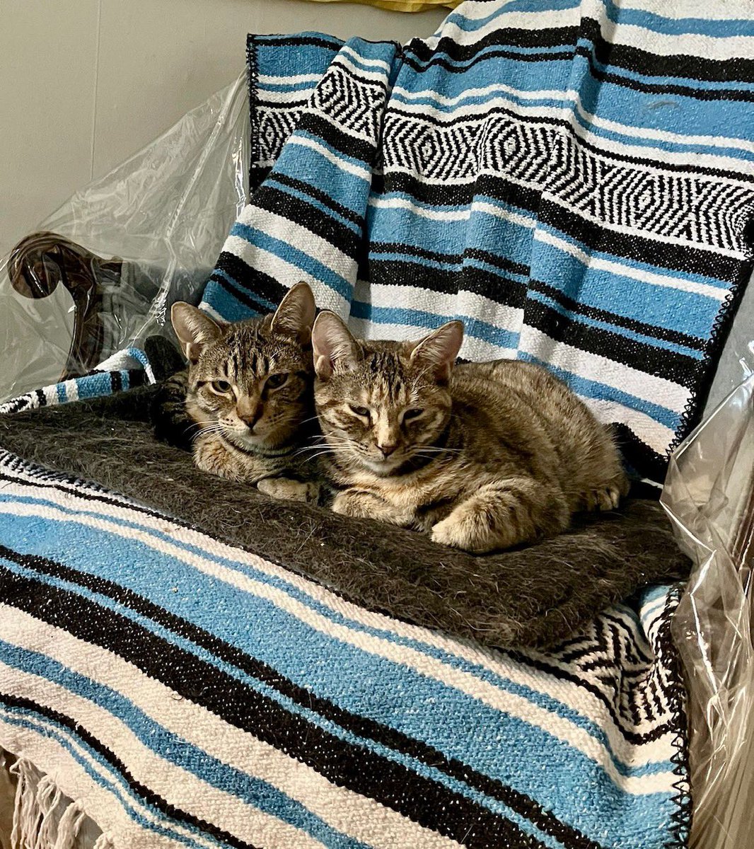 Project MEOW tweet media