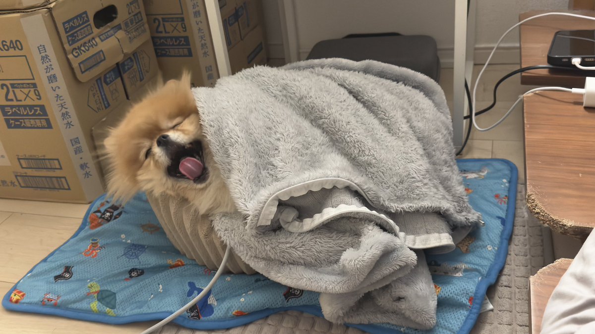 dorayomogi's tweet photo. 寝起きの顔すぎるww
#ポメラニアン
#犬のいる暮らし
#おはよう世界 https://t.co/tG6LFK9rnH