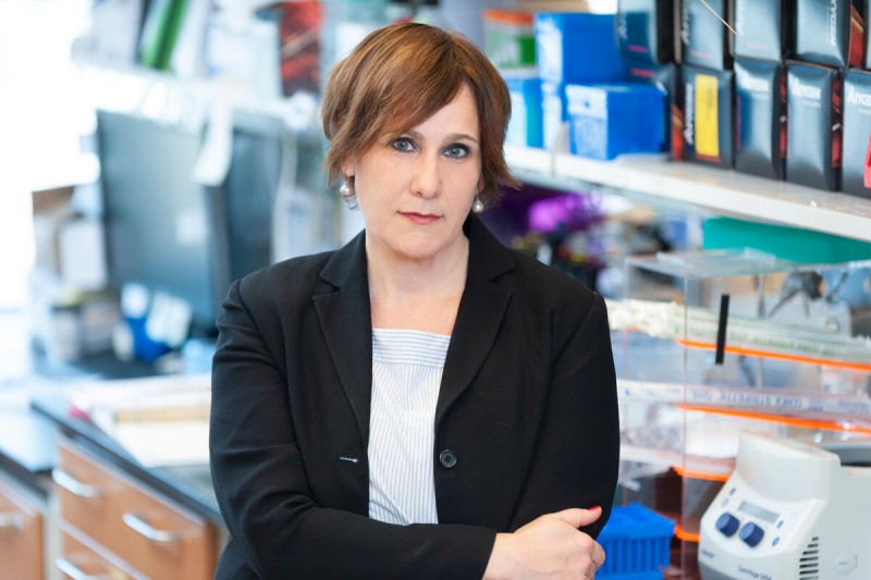 cancerscnews's tweet photo. Scientists with Drs. Doron Betel and Andrea Schietinger show in @CellCellPress that LEF1 is essential for T cell #stemness. https://t.co/IrelAZ46XD
Using preclinical models of autoimmune type 1 #diabetes and chronic infection, they discover that a small subset of TCF1hi T cells express the transcription factor LEF1. π§¬