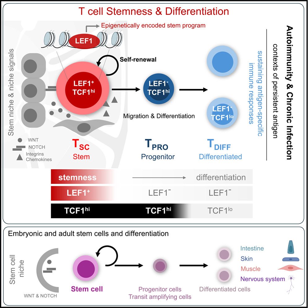 cancerscnews's tweet photo. Scientists with Drs. Doron Betel and Andrea Schietinger show in @CellCellPress that LEF1 is essential for T cell #stemness. https://t.co/IrelAZ46XD
Using preclinical models of autoimmune type 1 #diabetes and chronic infection, they discover that a small subset of TCF1hi T cells express the transcription factor LEF1. π§¬