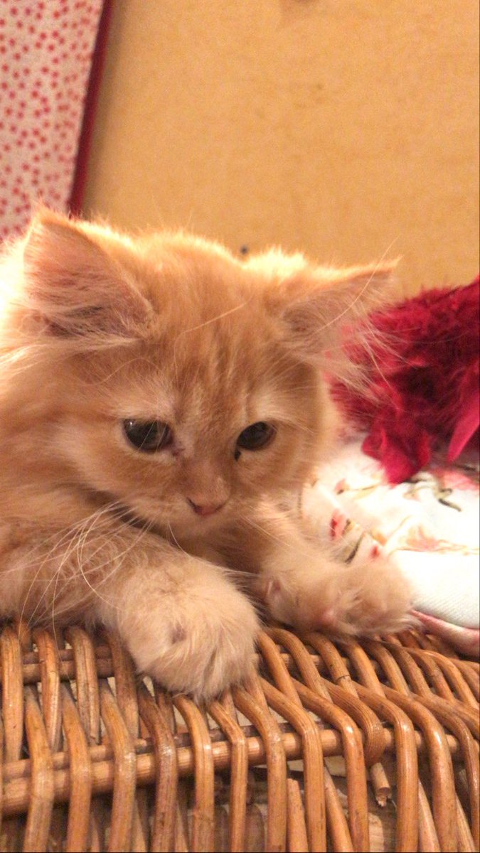 emptyhallwayss's tweet photo. @ayogiovanna I think it’s so sad he was just a little ball of floof at one point 🥺 https://t.co/v7jZqEWxbN