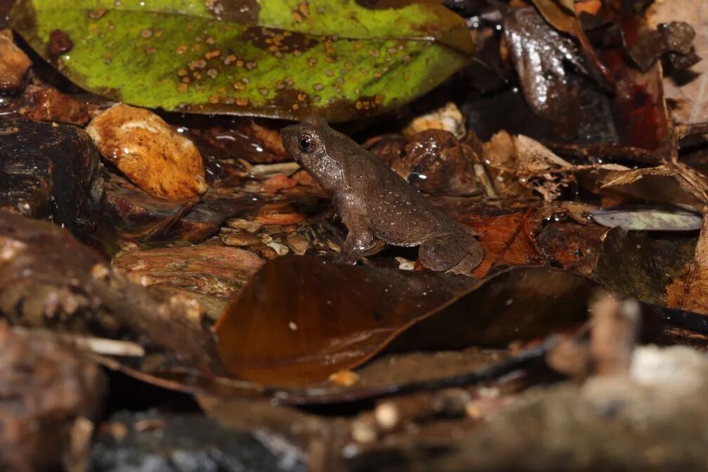 thisisGBA's tweet photo. #Biodiversity | 🐸✨ Two new toad species were discovered in #Chaozhou!
Researchers have discovered two completely new species of horned toads in #Raoping County, Chaozhou: the Raoping horned toad and the Dongli horned toad. The exciting findings were published on July 2 in the prestigious international journal Vertebrate Zoology.
Due to their highly restricted ranges, researchers recommend classifying both species as Critically Endangered (CR) on the IUCN Red List.
This discovery proves that vital micro-habitats still survive even within densely urbanized coastal regions, highlighting a new era of highly localized wildlife protection.
Click to know more: https://t.co/pOrKXU2wmq
#NewSpecies #GuangdongWildlife #Conservation #Guangdong #China