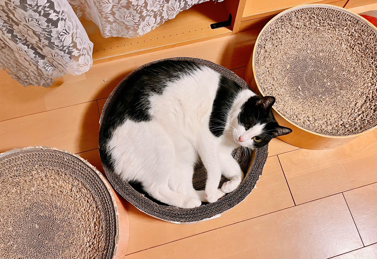 manaliko_'s tweet photo. まんまるリコくんです https://t.co/y1jbV4mef1