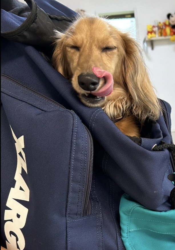 rai__2923's tweet photo. わかる
当然🐶 https://t.co/U6ABDI0Hgq