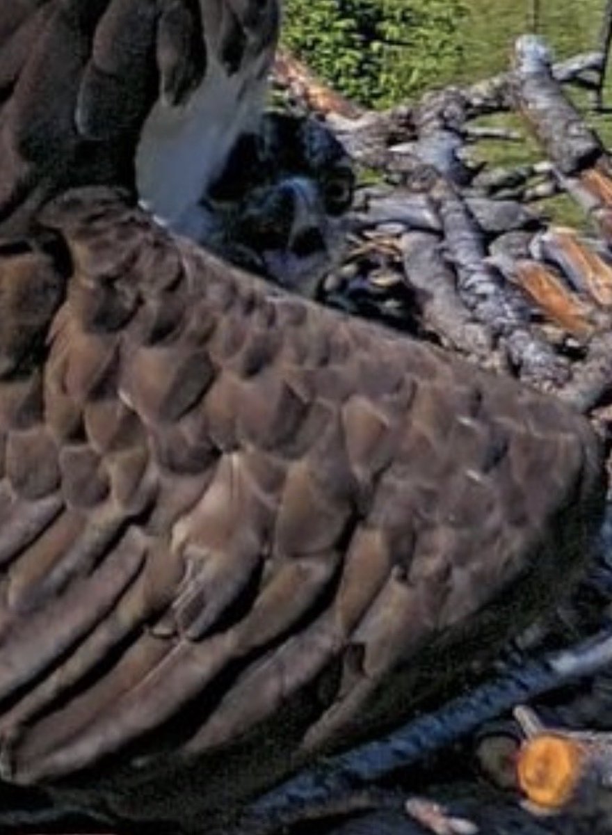 EscapeToTheCats's tweet photo. @HellgateOsprey I can’t 😂🥰 https://t.co/YNoTbok3YO