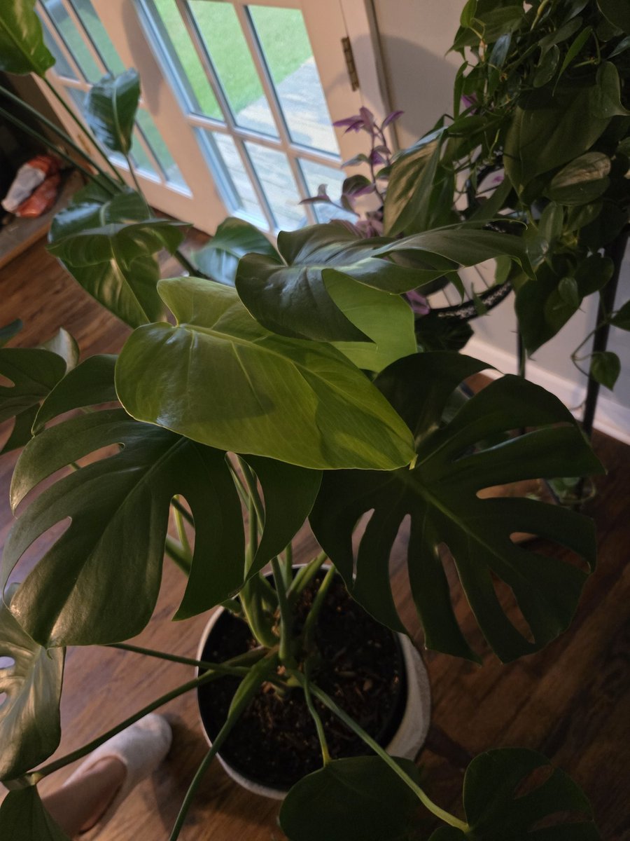 ccheney117's tweet photo. @wizkhalifa sharing my pride and joy on here since I can't reach you on Insta. We are plant twins 😭 https://t.co/DwvpjrBBa3