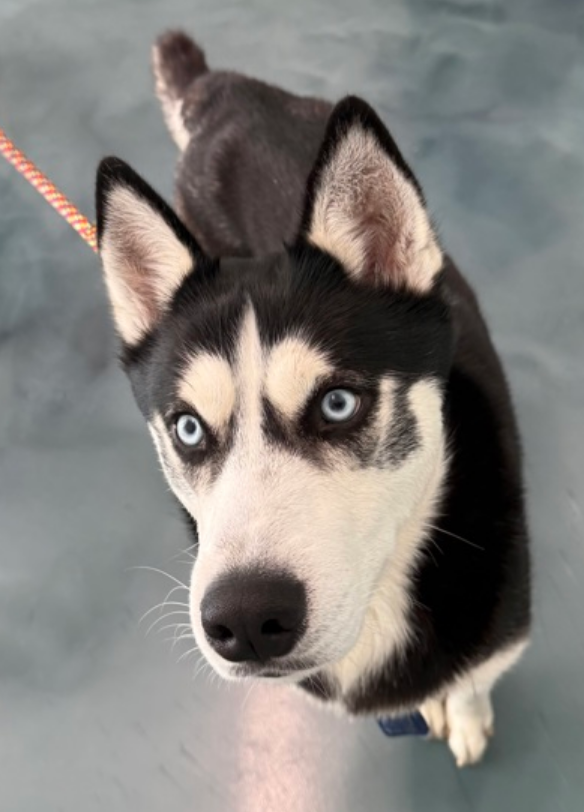 notthesameone2's tweet photo. 🐾2-y/o Sirios surrendered end of June b/c owner says too fearful - so now he is at the scary shelter, that should really help 🙄 Listed b/c he is injuring himself in his kennel, trying to dig his way out & once out, he does not want to return. Social w/ staff, loves attn. Earned 2nd best behavior rating, timid w/ strangers, playful w/ kids. https://t.co/pMZq803oK4