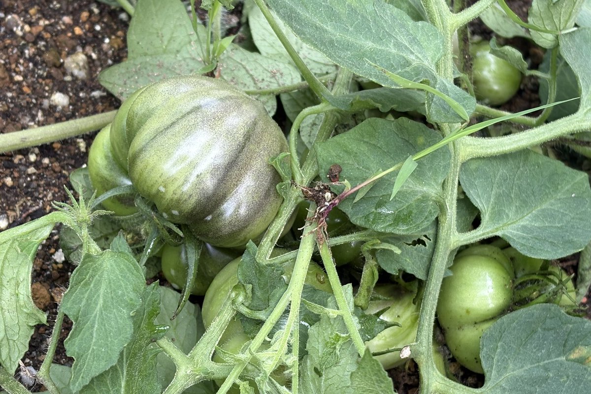 vu_uvs's tweet photo. 残念😢

せっかく大きくなったトマト🍅
いくつか虫が入ってしまいました…。
楽しみにしていたのになぁ。大きなトマト🍅🥺💧 https://t.co/YFoiwwUD5k