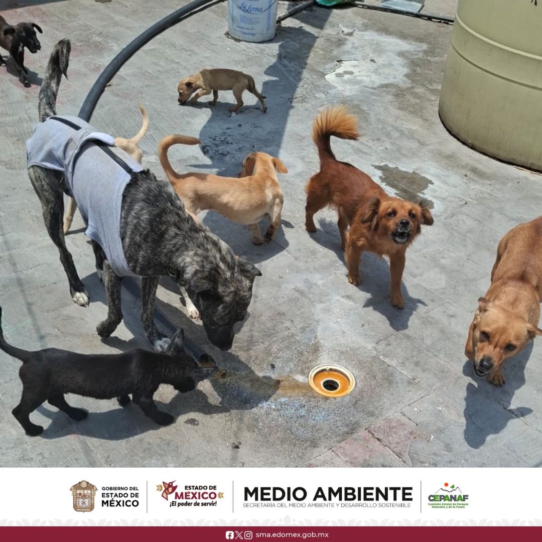 BienAnimalEdMex's tweet photo. Atendiendo un reporte ciudadano, 🚨 nuestro equipo de #CEPANAF y #PROPAEM llevaron a cabo una visita de inspección en un domicilio de #Tlalnepantla para verificar las condiciones de 17 #SeresSintientes 🐶
Nos llena de satisfacción encontrar un entorno ejemplar. https://t.co/KuHLSZUMCh