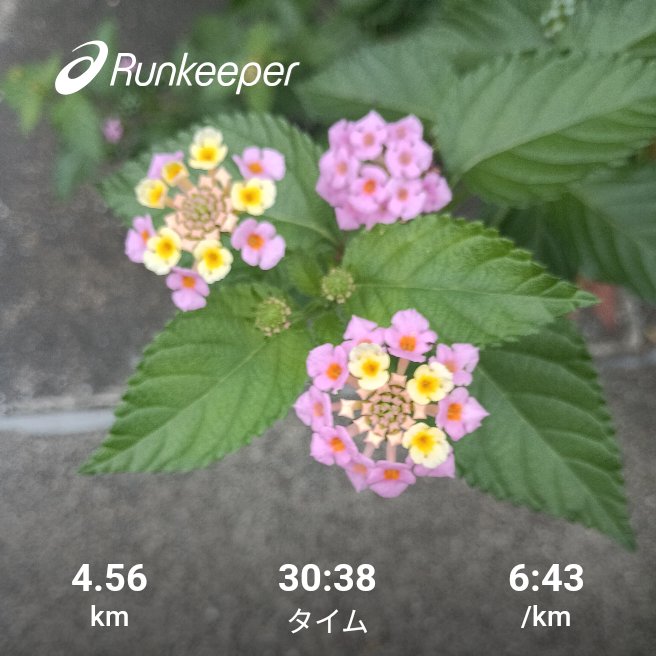 riry2119's tweet photo. おはようございます
連日の朝ラン🏃
久々に最初から最後までアプリが起動してた笑
ありがとう、アプリよ😊
そしてお弁当🍱
作ったのに忘れて行きおった😤
まぁええけどなっ https://t.co/d6aGufkukK